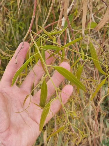 Eucalyptus victrix, photograph 5