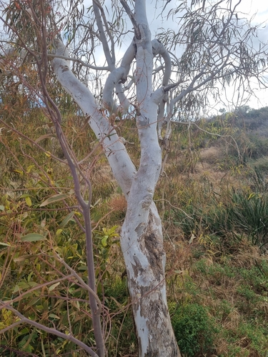 Eucalyptus victrix, photograph 6
