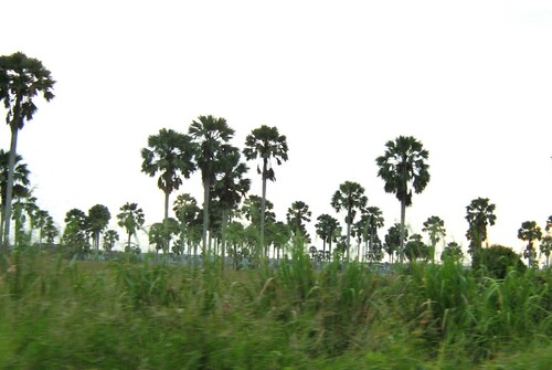 borassus palm