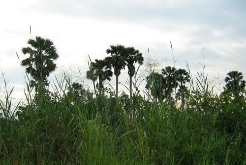 borassus palm