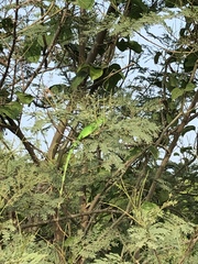 Iguana iguana