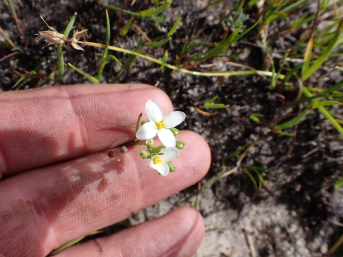 Image of Sebaea albens by (c) Eugene Hahndiek, some rights reserved (CC BY-SA)