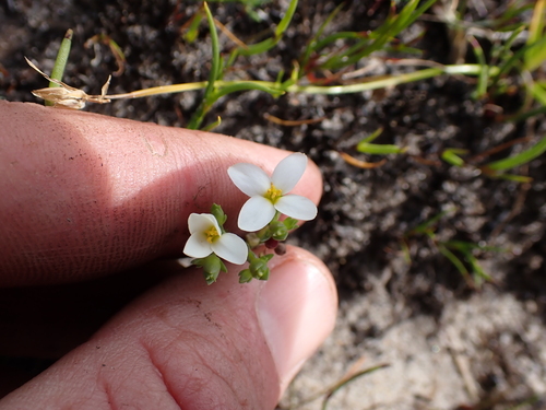 Image of Sebaea albens by (c) Eugene Hahndiek, some rights reserved (CC BY-SA)
