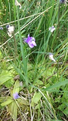 Pinguicula leptoceras
