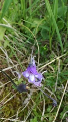 Pinguicula leptoceras