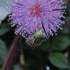 Diptera