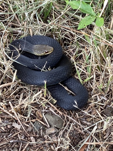 Marsh Snake sighting