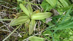 Pinguicula leptoceras