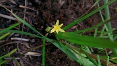 Hypoxis decumbens