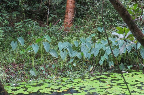 Taro
