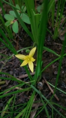 Hypoxis decumbens