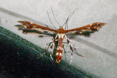 Geina tenuidactylus