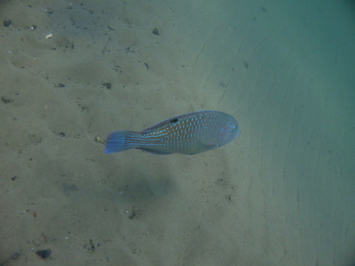 Blackspot tuskfish (Choerodon schoenleinii) — Labridae — 2