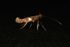 Caloptilia umbratella