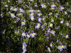 Porterella carnosula