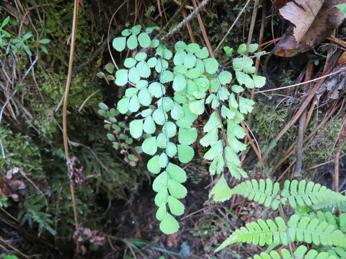 Adiantum venustum, photograph 1