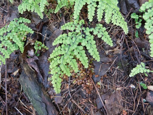 Himalayan maidenhair fern (Adiantum venustum)