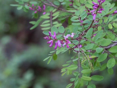 Slender indigo (Indigofera exilis)