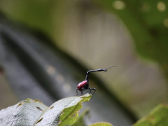 Trachelophorus giraffa