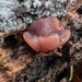 Ascocoryne sp. 'inflata'