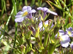 Porterella carnosula