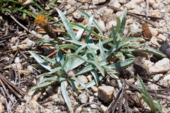 Raillardella argentea