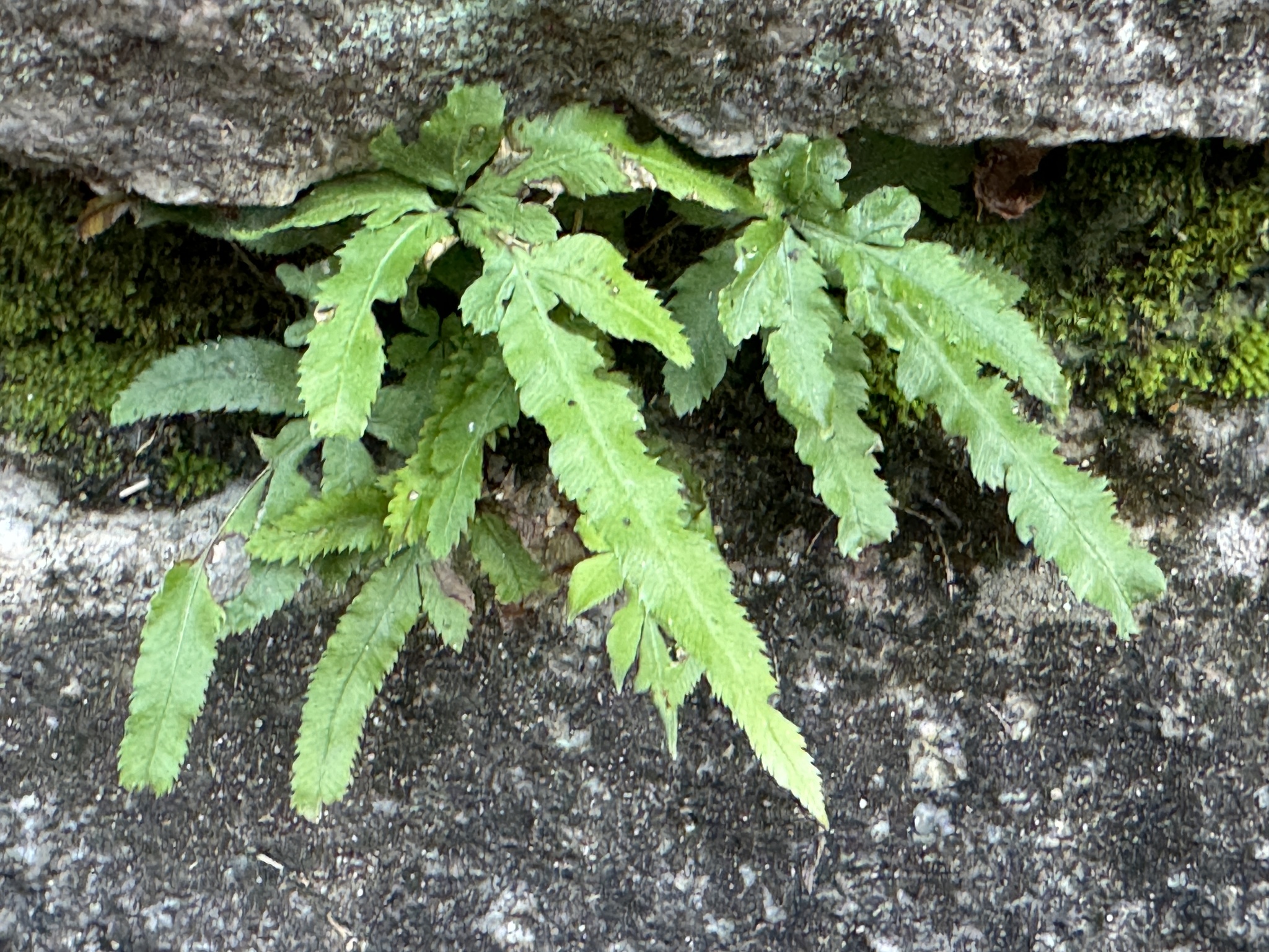Pteris multifida