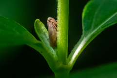 Megophthalminae