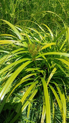 Image of Cyperus dives by (c) Jessleena Suri, some rights reserved (CC BY)