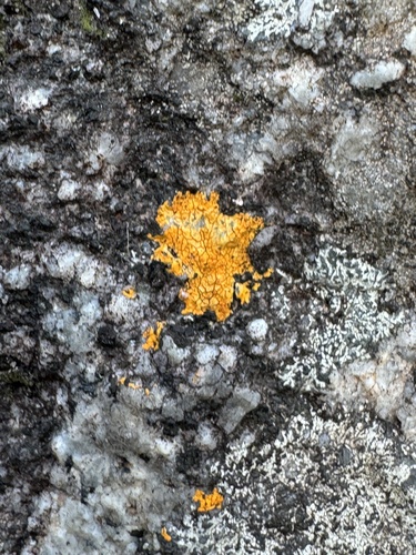 Caloplaca cinnabarina