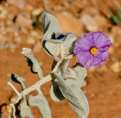 Solanum lasiophyllum
