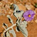 Flannel Bush - Photo (c) desertnaturalist, some rights reserved (CC BY), uploaded by desertnaturalist