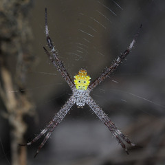 Argiope appensa