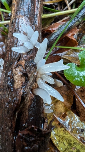 Holtermannia corniformis