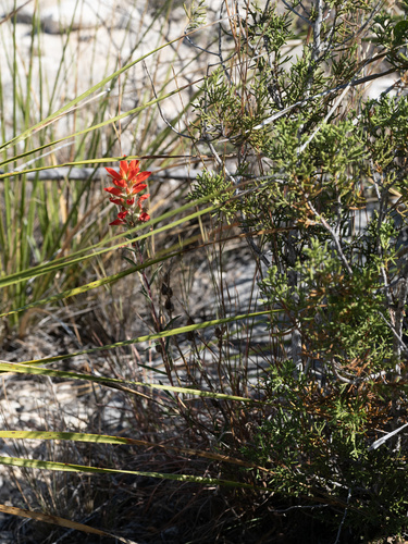 Image of Rigid Paintbrush (Castilleja rigida) by (c) Turner Brockman, some rights reserved (CC BY-SA)