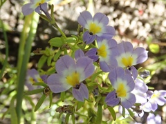 Porterella carnosula