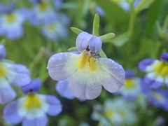 Porterella carnosula