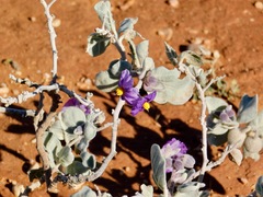 Solanum lasiophyllum