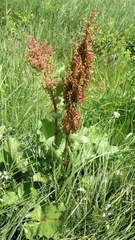 Rumex alpinus