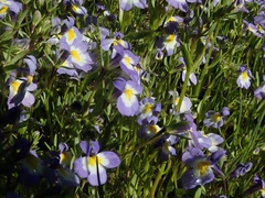 Porterella carnosula