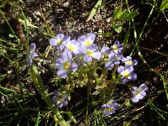 Porterella carnosula