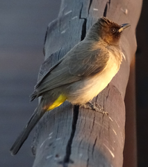 Pycnonotus barbatus tricolor