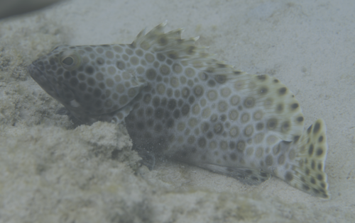 Snubnose grouper (Epinephelus macrospilos) — Serranidae — 5