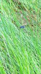 Rhyothemis triangularis