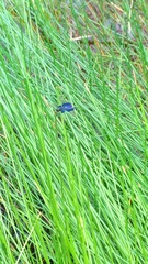 Rhyothemis triangularis