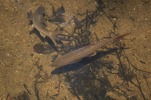 Semah mahseer (Tor douronensis) — Cyprinidae — 5