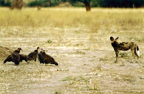 Hooded Vulture (Necrosyrtes monachus), photo 8