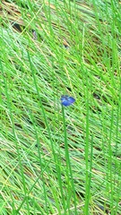 Rhyothemis triangularis