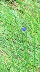 Rhyothemis triangularis