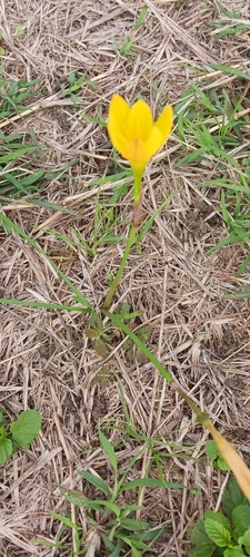 Zephyranthes citrina